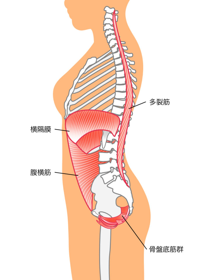 骨盤底筋群の役割